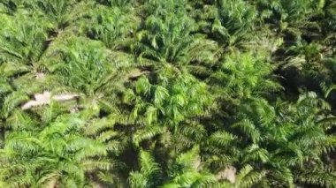 Tayland 'da büyük bir petrol palmiyesi tarlasının havadan çekilmiş fotoğrafı. Yağ palmiyesi planının yüksek açılı görüntüsünü dönüştürüyorum. Palmiye yağı kavramı