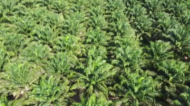 Zdjęcie Lotnicze Plantacji Palmy Olejowej Dużej Tajlandii Konwersja Wysokiego Kąta — Wideo stockowe