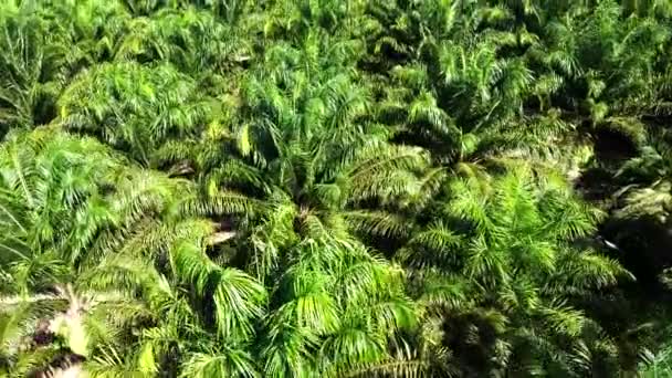 Zdjęcie Lotnicze Plantacji Palmy Olejowej Dużej Tajlandii Konwersja Wysokiego Kąta — Wideo stockowe