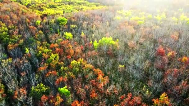 Luftaufnahme Einer Gummiplantage Thailand Beim Entlauben Sommer Herbstwald Morgen — Stockvideo