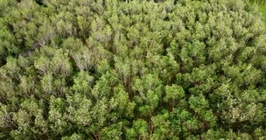 Aerial image of rubber plantation area in Thailand. Agricultural areas in Thailand. Area of abundant trees