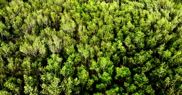 Aerial Image Rubber Plantation Area Thailand Agricultural Areas Thailand Area — Stock videók