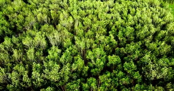 Aerial Image Rubber Plantation Area Thailand Agricultural Areas Thailand Area — Wideo stockowe