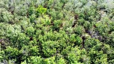 Aerial video of rubber plantation area in Thailand. Agricultural areas in Thailand. Area of abundant trees