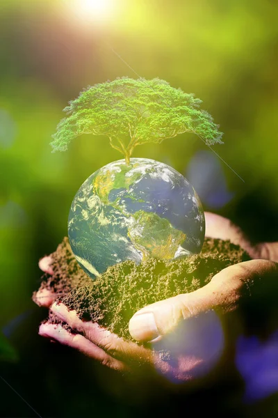 Tree in hand. Earth saving and  Environment concept. Hands Holding Globe Glass In Green Forest. element of the picture is decorated by NASA