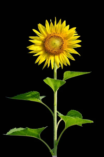 sunflowers on black background with clipping path