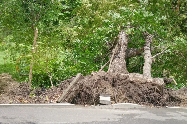 道路の亀裂雨の後木の根に障害が発生し — ストック写真