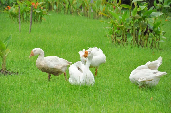 Oies Blanches Dans Une Pelouse Verte — Photo