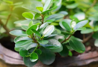 Ficus annulata, Banyan Ağacı. Büyümesi kolay ve bakımı kolay bir hava arıtma bitkisidir. Asya, Hindistan ve Malezya 'ya özgü.                               