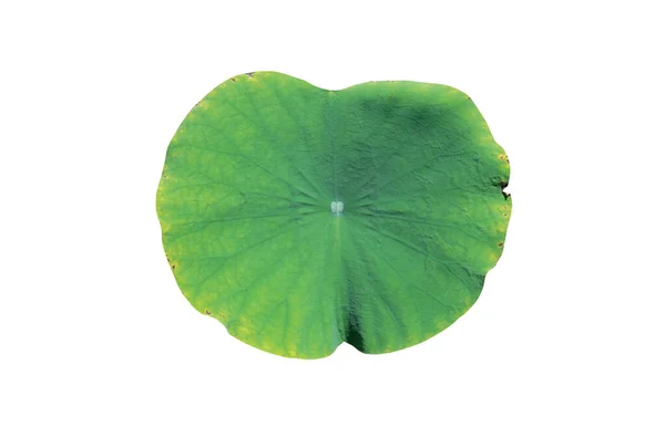 Zelené Žluté Lotosové Listy Blízkosti Stávají Suché Izolované Bílém Pozadí — Stock fotografie