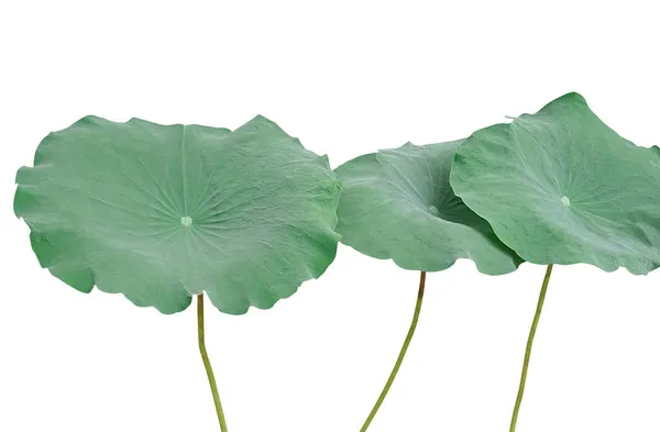 Zielone Liście Lotosu Odizolowane Białym Tle Ścieżką Wycinania — Zdjęcie stockowe