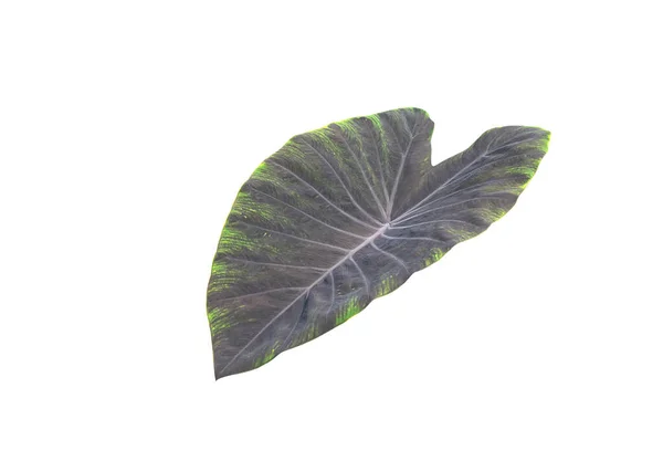 Kolokázia Fekete Mágikus Levél Colocasia Esculenta Black Leaf Taro Elszigetelt — Stock Fotó