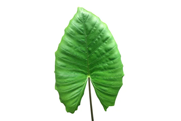 Elephant Ear Leaf Isolated White Background Clipping Path — Stock Photo, Image