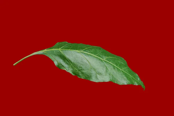 Liść Chili Izolowany Czerwonym Tle Ścieżką Wycinania — Zdjęcie stockowe