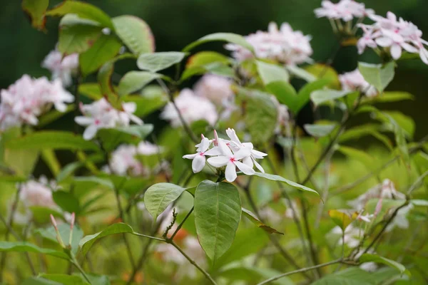 Kopsia Fruticosa Roxb Kopsia Est Une Plante Fleurs Kopsie Est — Photo