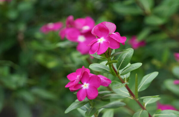 Catharanthus peus, bright eyes, Cape periwinkle, peveryard plant, Madagascar periwinkle, old maid, pink periwinkle, rose periwinkle. Catharanthus peus peus - долгожитель (perennial). Мадагаскар - родина и место обитания этого растения, но выращивается оно в других местах как сорт.