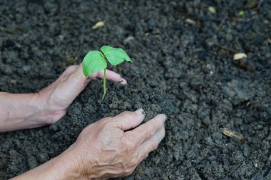 Son sınıf öğrencisi, tohum ektikten sonra bahçeyi, yaşlılara yönelik hobiyi ya da sebze yetiştirme sürecini ele alıyor.                                                             