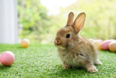 Paskalya yumurtalı şirin tavşan, nisanda paskalya sembolü.                                