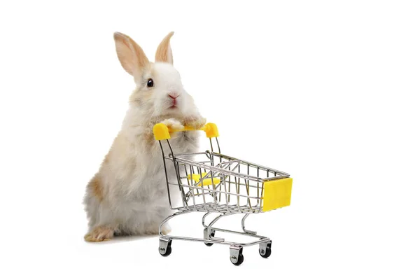 Bunny Pushing Shopping Cart Isolated White Copy Space — Stock Photo, Image