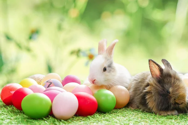 Króliczka Wielkanoc Kolorowe Jaja Tło Natura Miejsca Teksty Koncepcja Wielkanoc — Zdjęcie stockowe