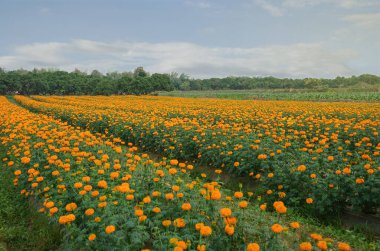 Marigold ekonomik bir mahsul. Kolayca yetişen çiçekler, daha az hastalık, bütün yıl boyunca yetiştirilebilir. Ayrıca ekilen bölgeyi bir tarım turizmi merkezi haline de getirebilir. yumuşak ve seçici odaklanma                                             