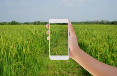 Akıllı çiftçinin cep telefonu kullanması tarladaki pirinç bitkisini takip ediyor. Tarım teknolojisi.                                