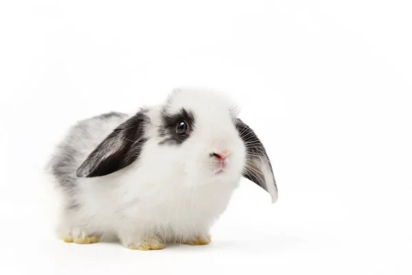 Junge Entzückende Kaninchen Isoliert Auf Weißem Hintergrund Mit Kopierraum — Stockfoto