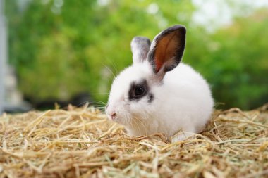 Genç, tapılası tavşan, tüylü beyaz tavşan kuru samanların üzerinde oturuyor, Paskalya hayvanlarının sembolü. 