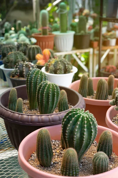 Cactos Plantados Vasos Colocados Prateleiras Viveiro Jardim Cacto Planta Casa — Fotografia de Stock