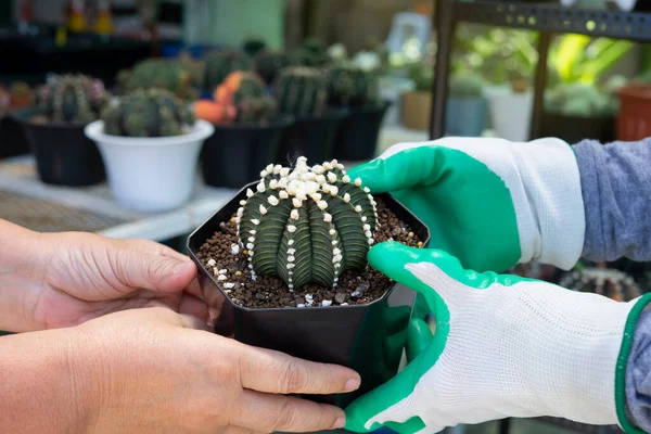 Jardineiro Que Vende Cacto Pequeno Cliente Cacto Uma Forma Bonita — Fotografia de Stock