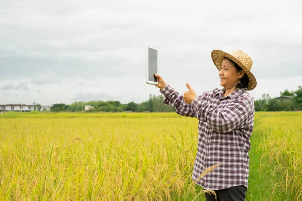 female farmer in checkered shirt wear hat, hold smart tablet and show thumb up in paddy field. concept technology for agriculture, smart farmer etc