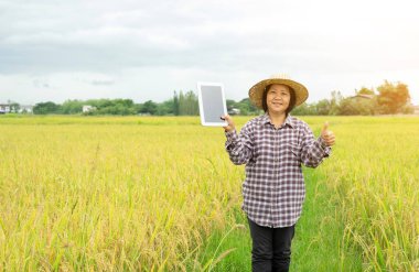 Kareli gömlekli kadın çiftçi şapka takıyor, akıllı tablet tutuyor ve çeltik tarlasında baş parmağını gösteriyor. konsept akıllı çiftçi teknoloji ile üretkenliği artırdı
