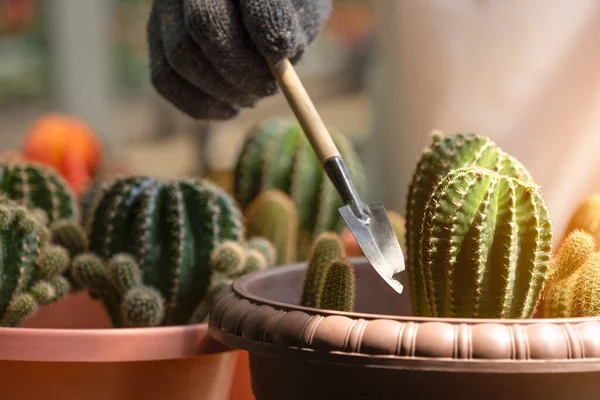 Small Cacti Red Potted Being Groomed Staff Soft Selective Focus — Fotografia de Stock