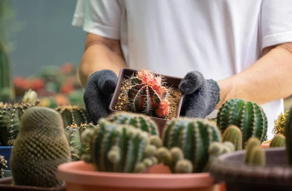 Man Wear Gloves Holding Gymnocalycium Mihanovichii Potted While Working Cactus — Fotografia de Stock