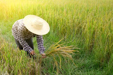 woman in checkered shirt wear hat holding sickle to cut rice, farmer is harvesting in paddy field