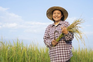 Kareli tişörtlü Asyalı bir kadın portresi ve pirinç kesimi şapkalı ve oraklı bir kadın çeltik tarlasında mutlu bir şekilde gülümsüyor, pirinç tarlasında çalışan mutlu yaşlı bir kadın. arka plan güzel mavi gökyüzü