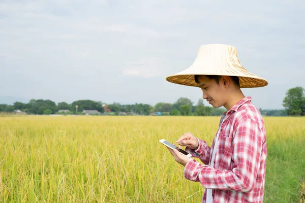 Kareli tişörtlü Asyalı akıllı çiftçi ve cep telefonu kullanarak şapka takıyor hasat mevsiminde pirinç ekimini takip ediyor, üretkenliği artırmak için teknolojiyi kullanan genç çiftçi kavramı. 