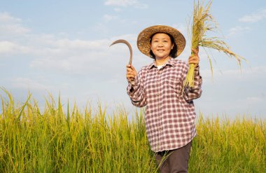 Kareli tişörtlü Asyalı kadın ve elinde pilav tutan şapkalı orak gülüşlü çeltik tarlasında mutlu son sınıf öğrencisi pirinç tarlasında çalışıyor. arka plan güzel mavi gökyüzü
