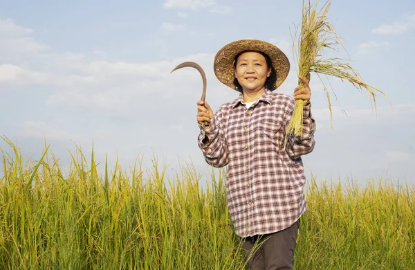Kareli tişörtlü Asyalı kadın ve elinde pilav tutan şapkalı orak gülüşlü çeltik tarlasında mutlu son sınıf öğrencisi pirinç tarlasında çalışıyor. arka plan güzel mavi gökyüzü