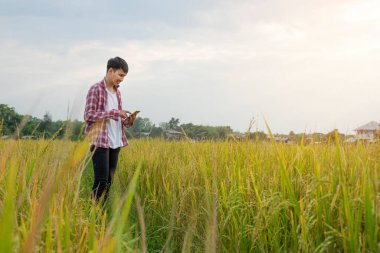 Çeltik tarlasında akıllı telefon kullanan kareli gömlekli genç akıllı çiftçi, konsept organik tarım, tarım teknolojisi vs.