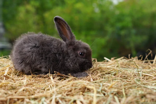 Giovane Coniglio Adorabile Coniglio Nero Soffice Seduta Sulla Paglia Secca — Foto Stock