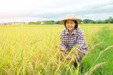 Kareli gömlekli ve şapkalı Asyalı bir kadın çeltik tarlasında çalışıyor, mutlu bir çiftçi pirinç tarlasında hasat ediyor.