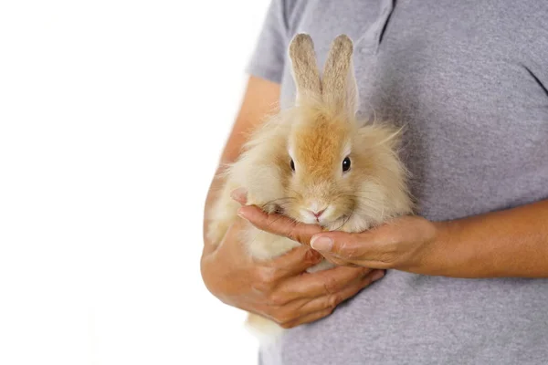 Adorable Bunny Woman Hands Isolated White Background Young Fluffy Rabbit — Stock Photo, Image