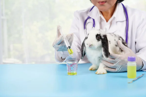 veterinarian feeding medicine to young adorable rabbit with copy space, concept for bunny sick,bunny health care