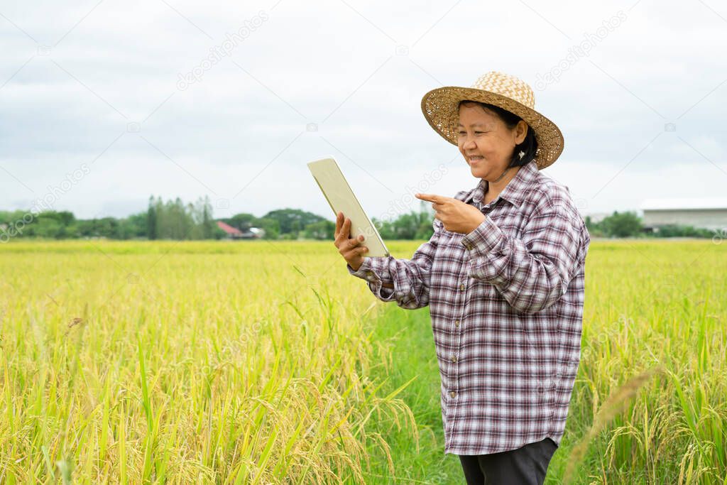 female rice farmer in checkered shirt, wear hat is using smart tablet, happy senior woman working in paddy field. concept organic agriculture,smart farming,technology in agricultural 