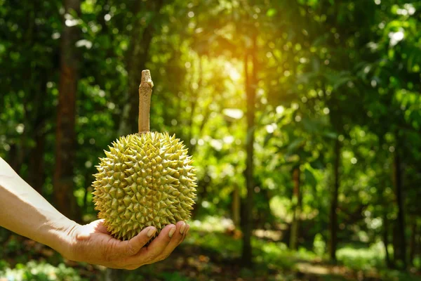 Durian, Tayland 'da durian bahçesinde durian meyvesi tutan çiftçi eli. Durian bir meyve kralı, Tayland' da ekonomik ürün.