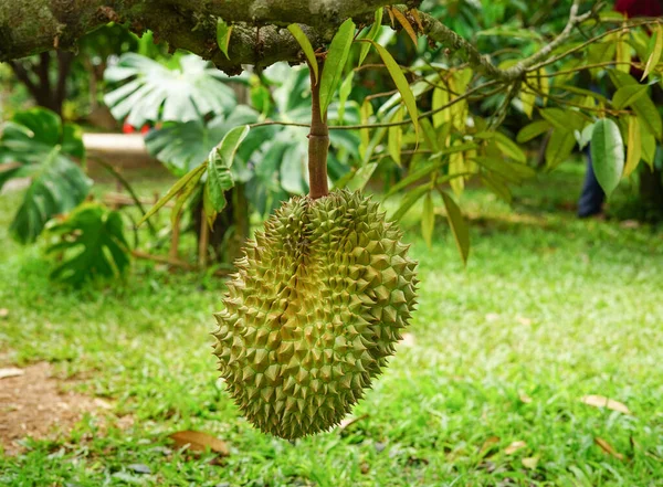 Die Perfekte Frucht Von Durian Die Niedrigsten Der Nähe Des — Stockfoto