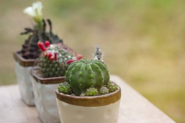 Fotokopi alanı olan küçük, beyaz bir saksıda yeşil kaktüs, hem hobi hem de ticari ekimlerde popüler olan güzel bir şekil ve çeşitliliktir..