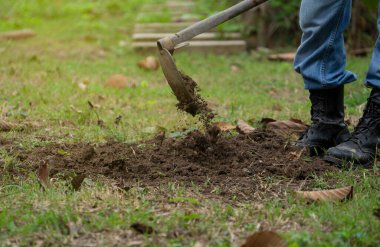 Bahçıvan bahçeye ağaç dikmek için toprak kazıyor.