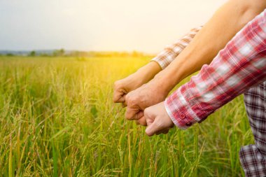 Başarılı olmak için birbirlerini cesaretlendirmek adına pirinç tarlasında el ele tutuşan akıllı çiftçiler. 
